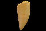 Serrated, Raptor Tooth - Real Dinosaur Tooth #179549-1